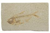Fossil Fish (Diplomystus) - Green River Formation #217553-1